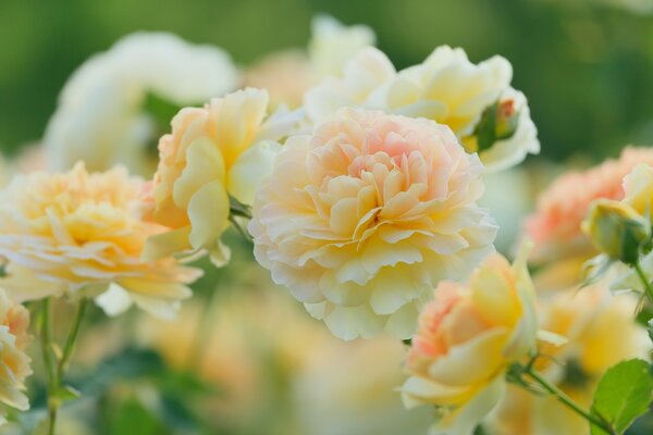 Zarte Rosen und ihre Blütenblätter. Schöner Hintergrund und Farbe