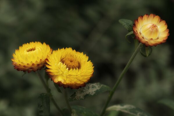 Ultimo fiore autunnale giallo