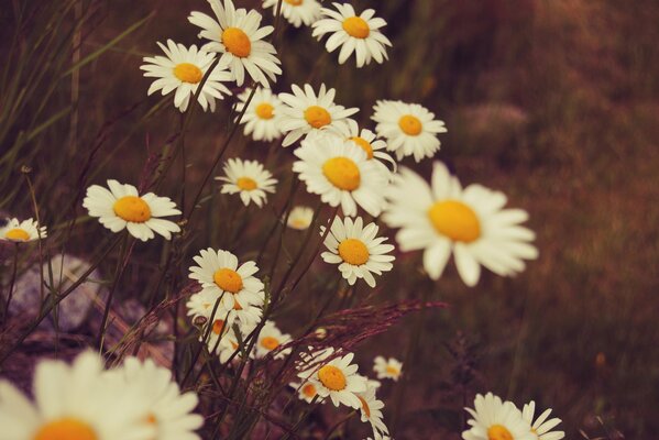 Tender daisies on the field