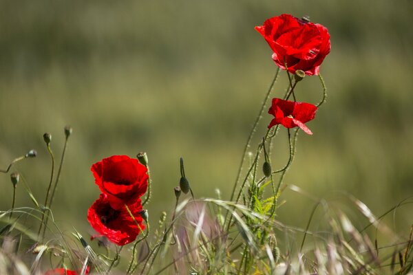 Papaveri in un campo nel vento