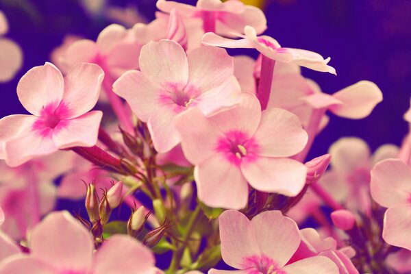 Phlox rosa de cerca. Flora