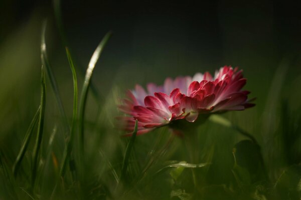 Fiore rosso tra l erba