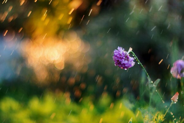 Hermosa foto de una flor bajo la lluvia