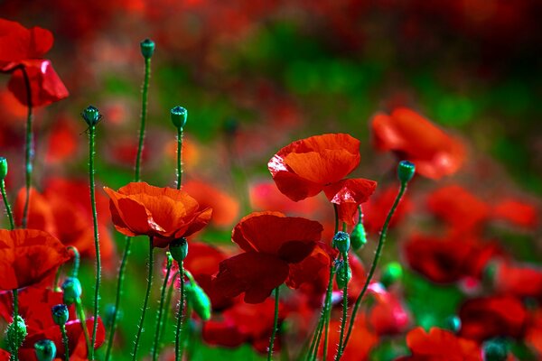 Flores de amapolas rojas