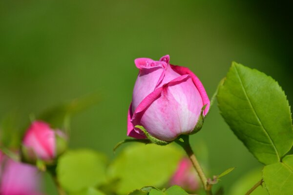 El capullo de una hermosa rosa se asemeja a la silueta de una mujer