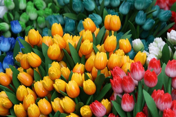 Bunte Tulpen als Symbol für Frühling und Freude