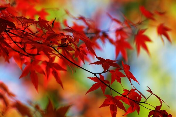 Rote Blätter auf einem Ast im Herbst