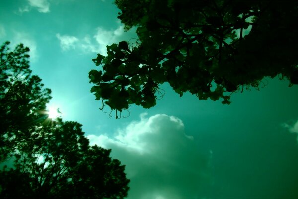 A look through the foliage of trees at the sky