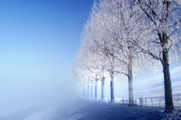 Along the road there are trees covered with frost