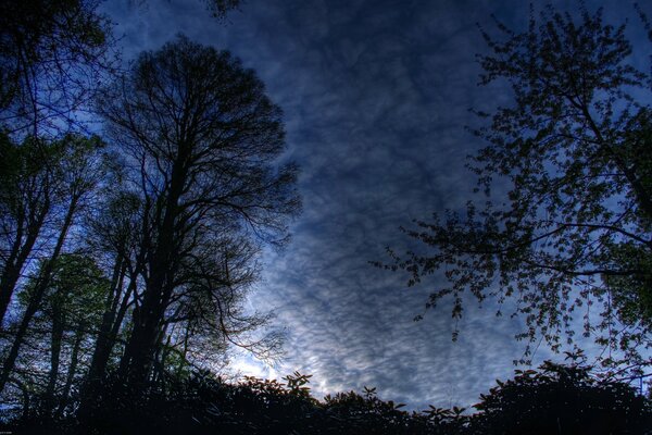 Ciel nocturne sombre dans la forêt