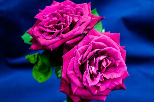 A pair of roses in a macro shoot