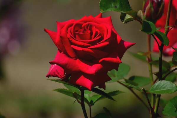 Macro photography of a bud of a blooming rose with leaves