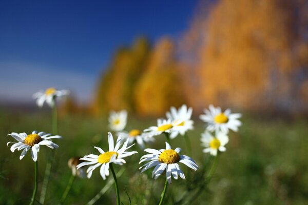 Gänseblümchen im Feld auf verschwommenem Hintergrund