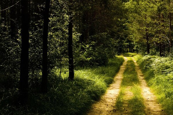 Forest path on a summer day