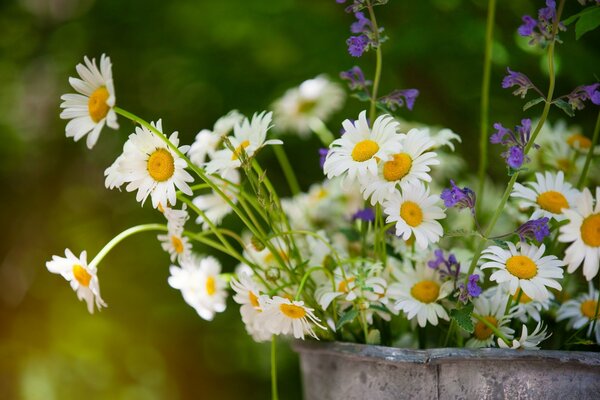 Summer Bouquet of white daisies