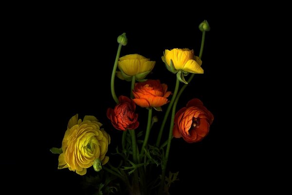 Red and yellow flowers on a black background