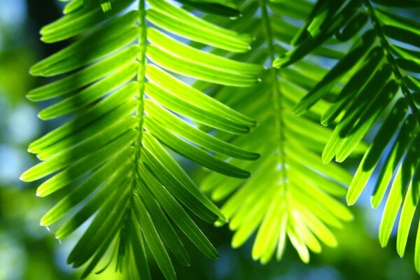 Resplandor solar a través de la hoja de una palmera verde