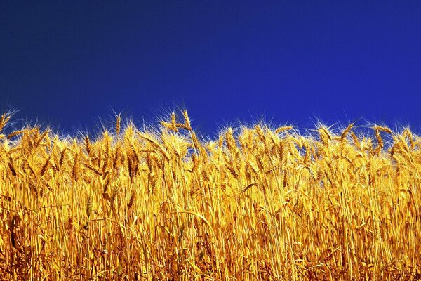 Wheat against the blue sky