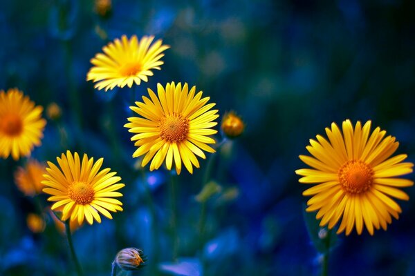 The beauty and richness of meadow yellow flowers