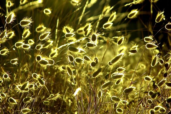 Éblouissement du soleil jaune dans le champ