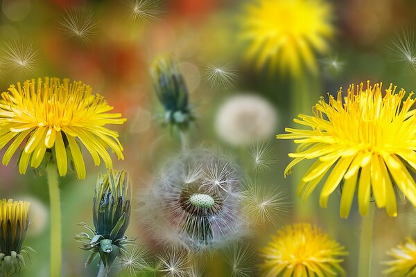 CES FLEURS JAUNES BONHEUR ENFANCE ET RÊVES