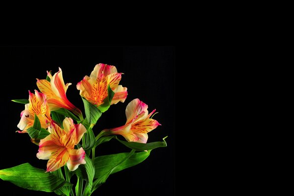 Bouquet of five flowers on a dark background