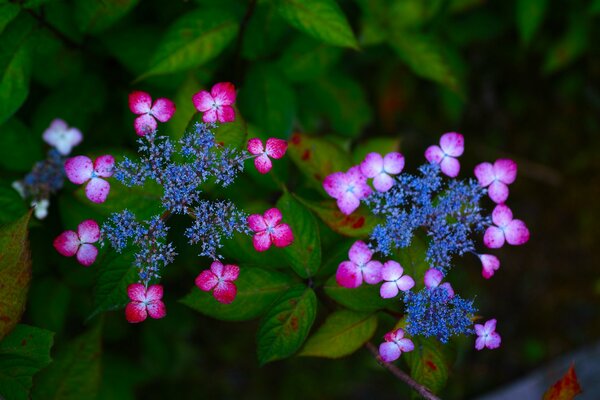 Inflorescences roses d hortensia en macro shot