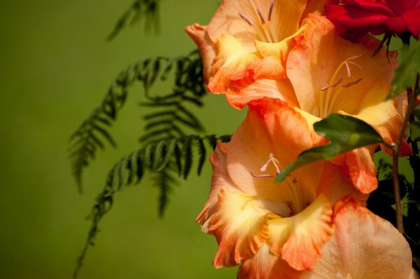 Imagen macro de gladiolo con hojas