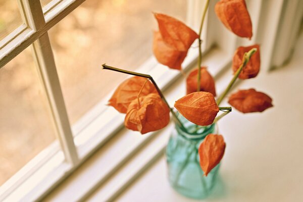 Getrocknetes Bket aus Physalis-Blüten auf der Fensterbank