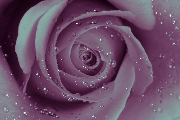 A budding rose with dew in the foreground