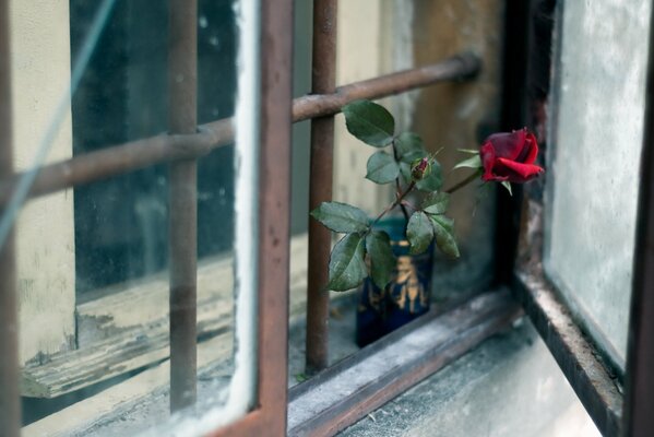 Foto triste, rosa escarlata