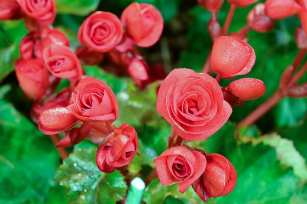 Les bourgeons tendres de bégonia ressemblent tellement à des roses