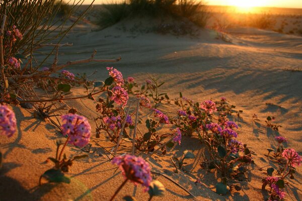 Puesta de sol en el desierto con flores en la arena