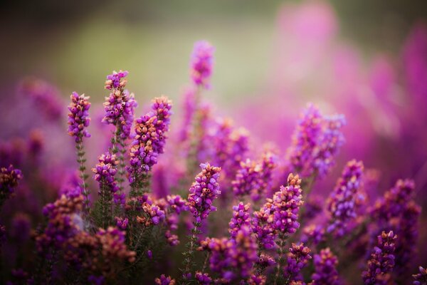 Foto de flores moradas en el campo