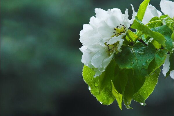 Im Frühling blüht der Apfelbaum nach dem Regen