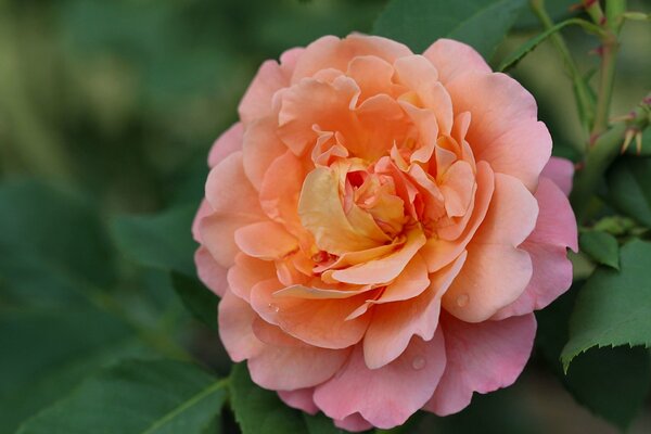 Pink-yellow rose on a background of green foliage