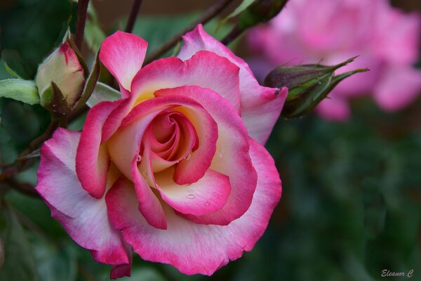 Macro photography of a rose flower and a bud in close-up