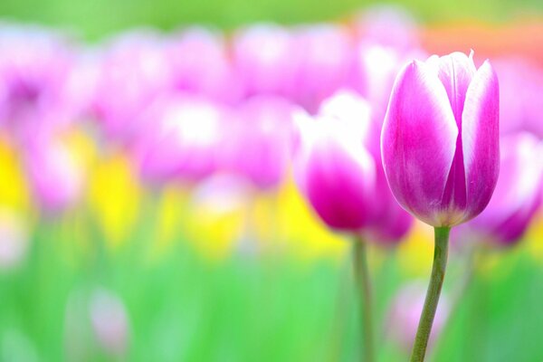 Flower bed with tulips blurred pink