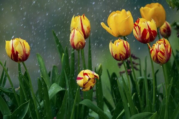 Tulipanes amarillos con gotas de lluvia que caen