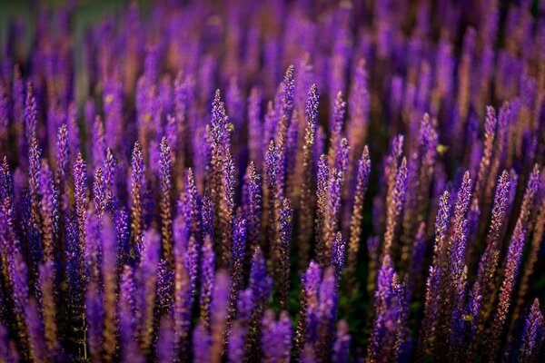 Flor de lavanda púrpura brillante