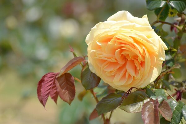 Gelbe Rose - Emblem der Trauer