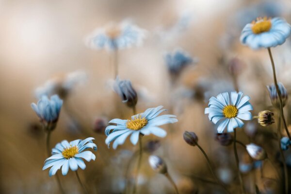 Flores silvestres macro fotografía mañana