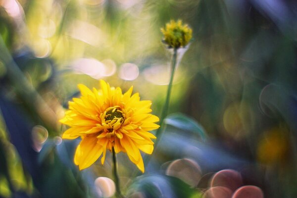 Fiore giallo nel bagliore della luce