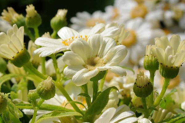 Blooming chamomile in macro style