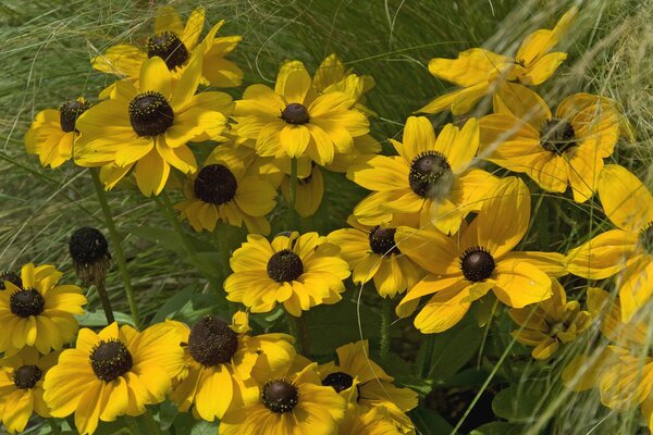 Petals and grass. Yellow flowers