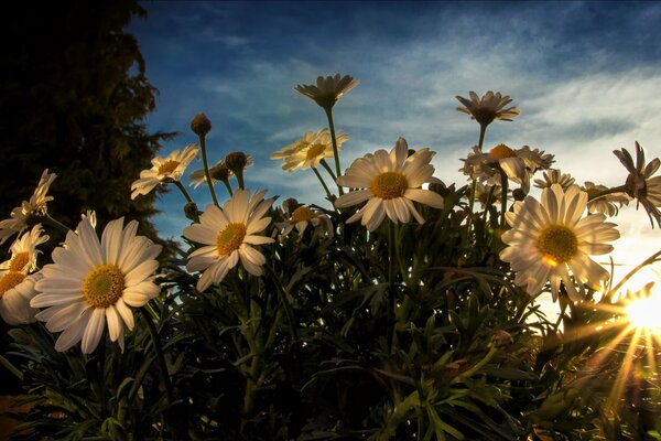 Fiori bianchi ai raggi del sole