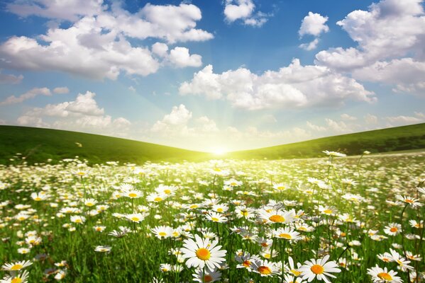 Chamomile field with clouds at dawn