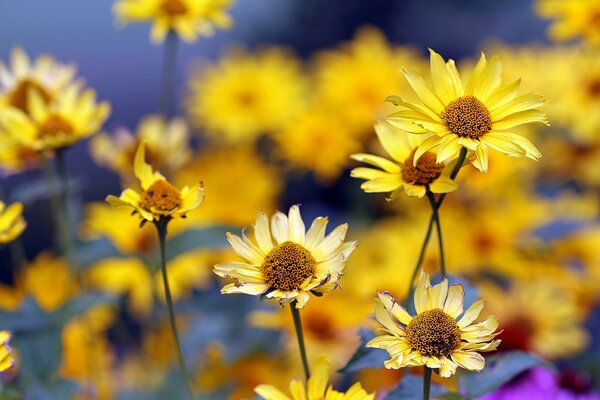 Gelbe Blumen auf verschwommenem Hintergrund