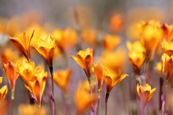 Flores de color naranja en el campo en macro