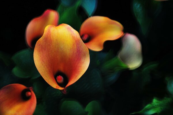 Orange Calla. Verschwommener dunkler Hintergrund